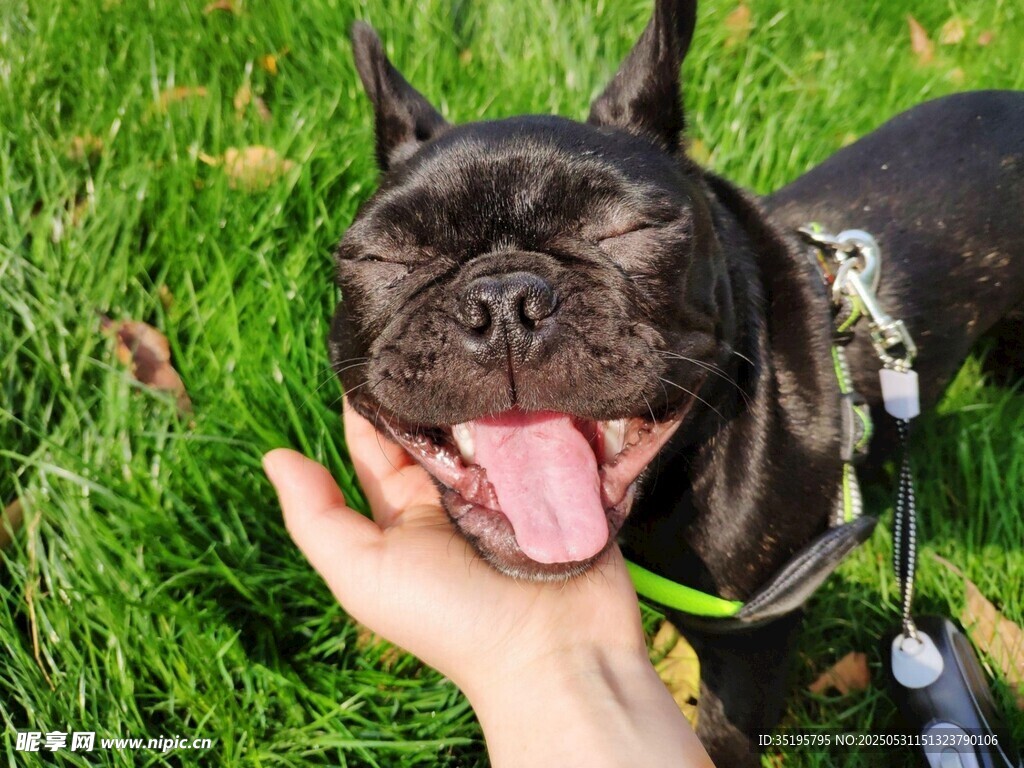手抚萌犬露欢颜