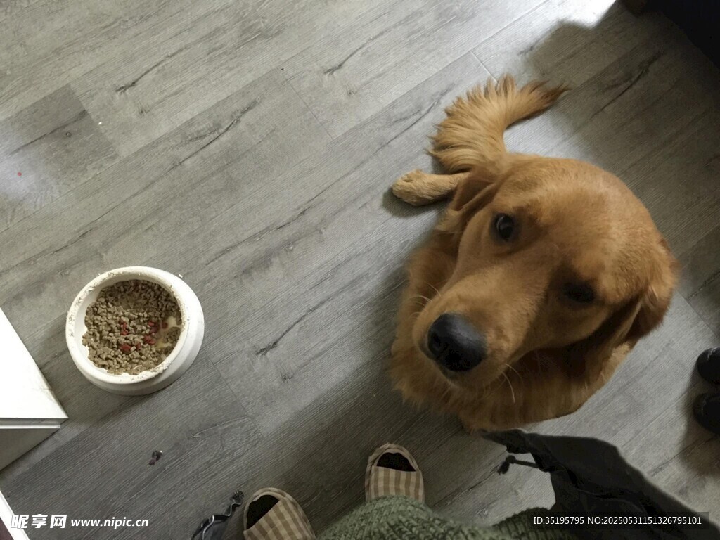 仰头望人的金毛犬