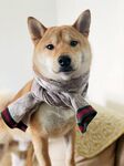 戴围巾的可爱柴犬