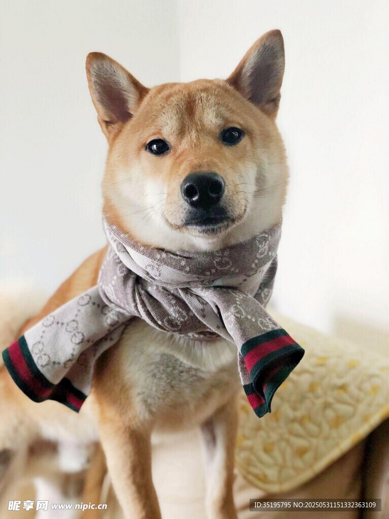 戴围巾的可爱柴犬