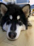 趴地的黑白阿拉斯加犬