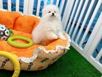 可爱博美犬坐在宠物窝里