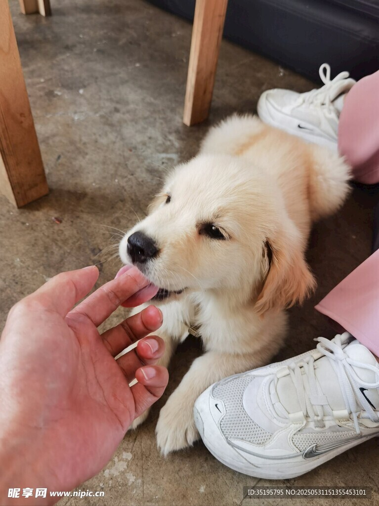 小狗与人互动温馨瞬间