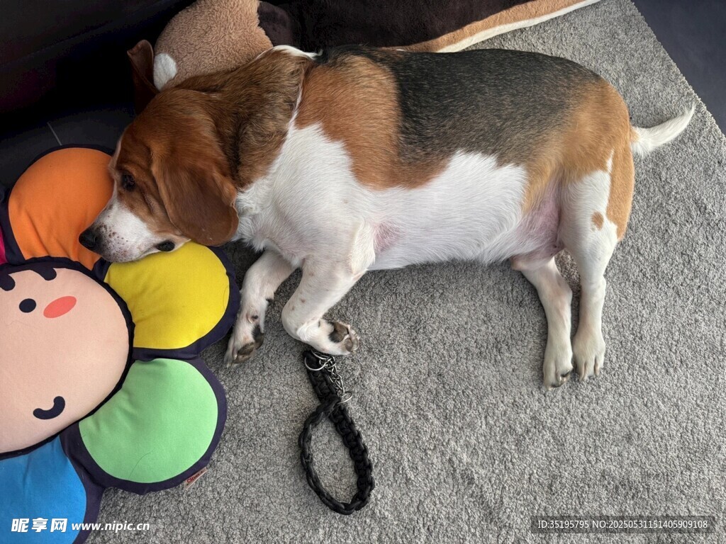 熟睡的小猎犬与彩色玩具