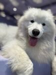 微笑萨摩耶犬惬意躺卧