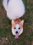 吐舌柯基犬在绿草地上
