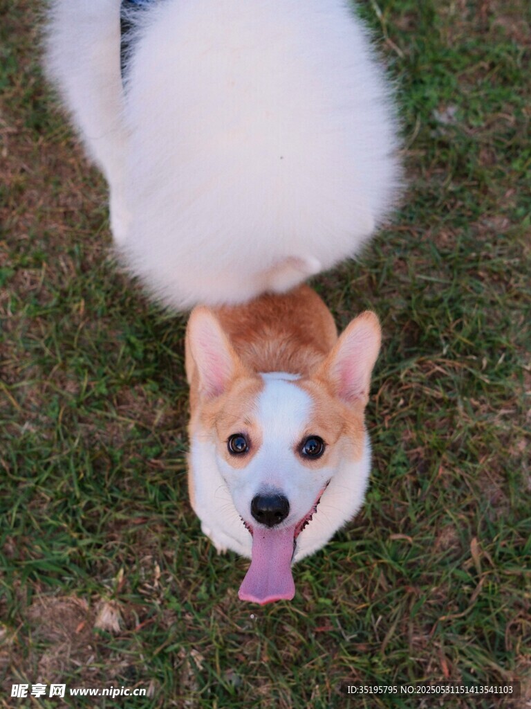 吐舌柯基犬在绿草地上