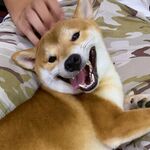 被抚摸的开心柴犬