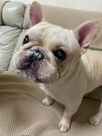 可爱法斗犬坐在沙发上