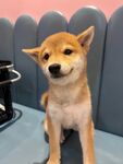 可爱柴犬乖巧坐姿