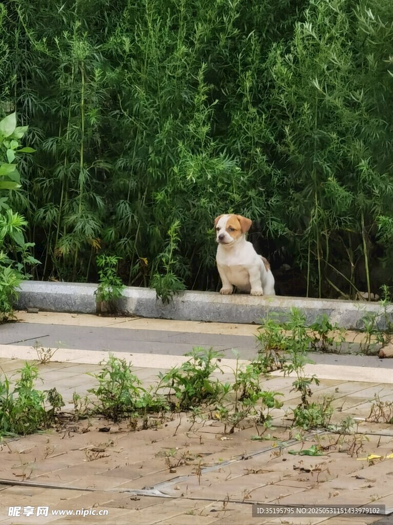 路边小狗眺望绿意盎然处