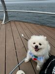 甲板上的可爱微笑博美犬