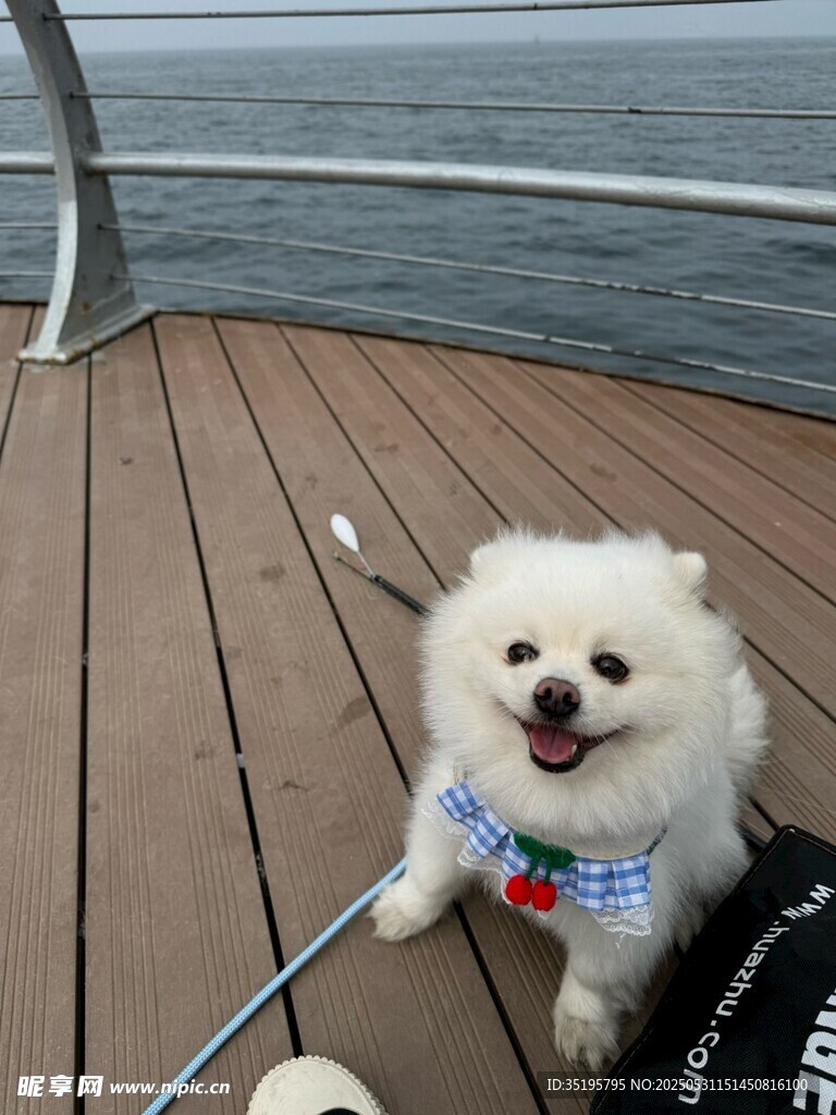 甲板上的可爱微笑博美犬