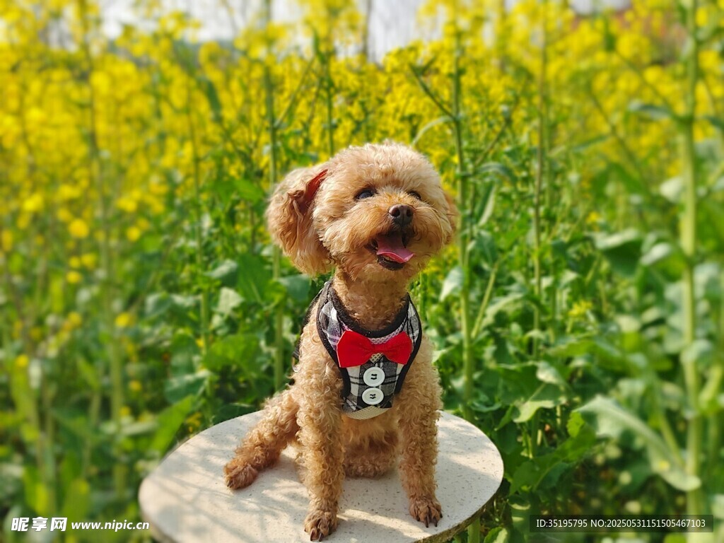 可爱泰迪于花海中萌态尽显