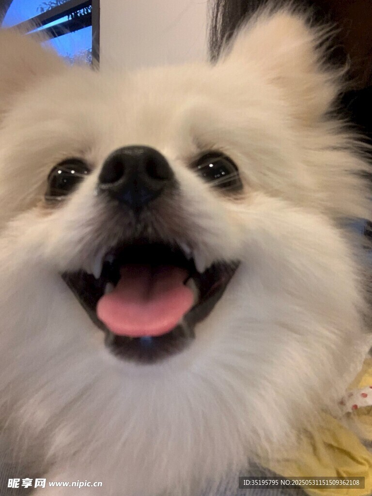 微笑的博美犬