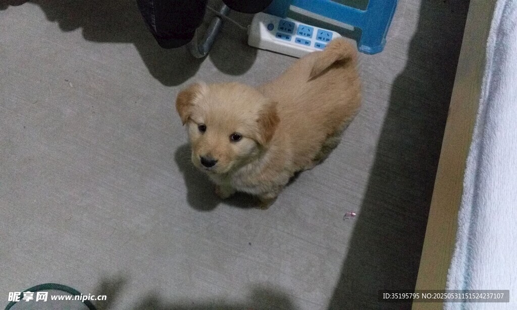 可爱小奶狗抬头望镜头