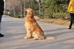 金毛犬路边乖巧坐立
