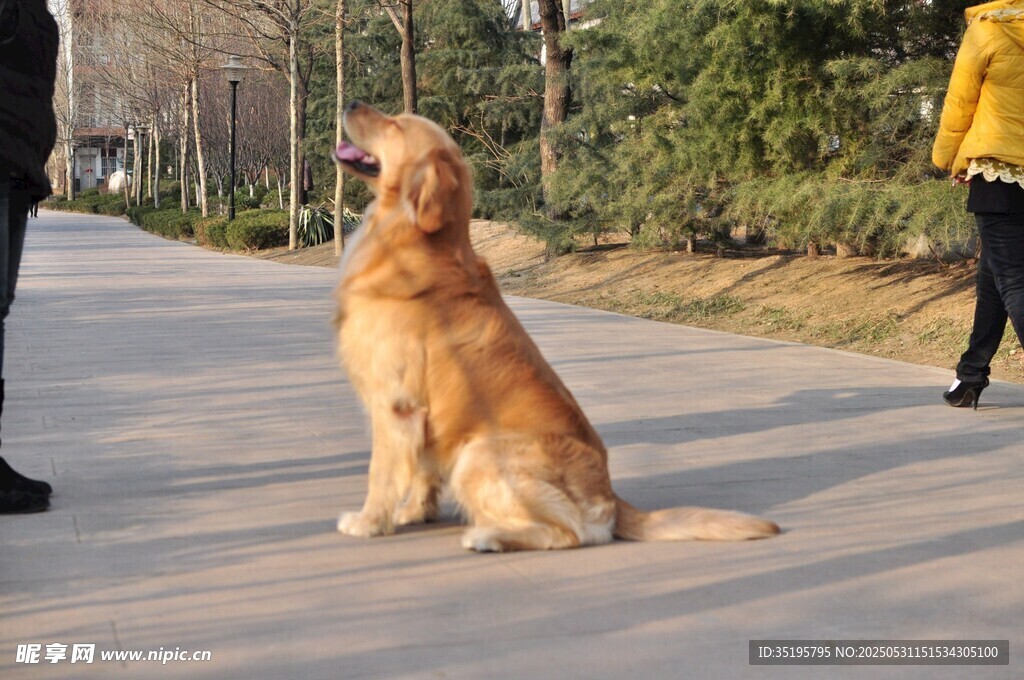 金毛犬路边乖巧坐立