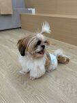 可爱西施犬惬意趴地