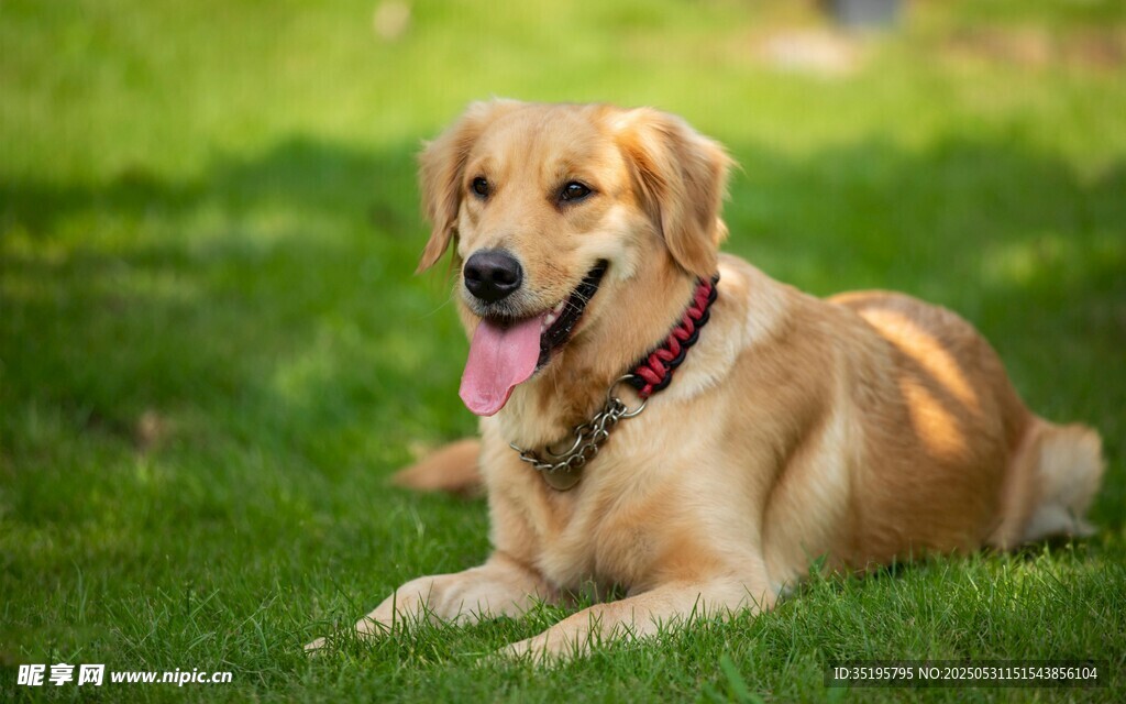 阳光下惬意的金毛犬