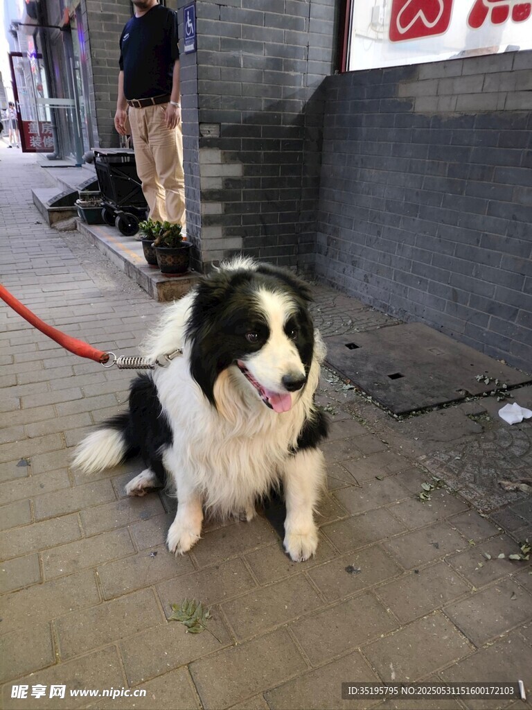 拴绳的黑白边牧小狗