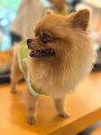 可爱博美犬穿绿衣