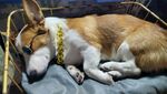 熟睡的柯基犬