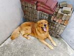 金毛犬惬意躺墙角