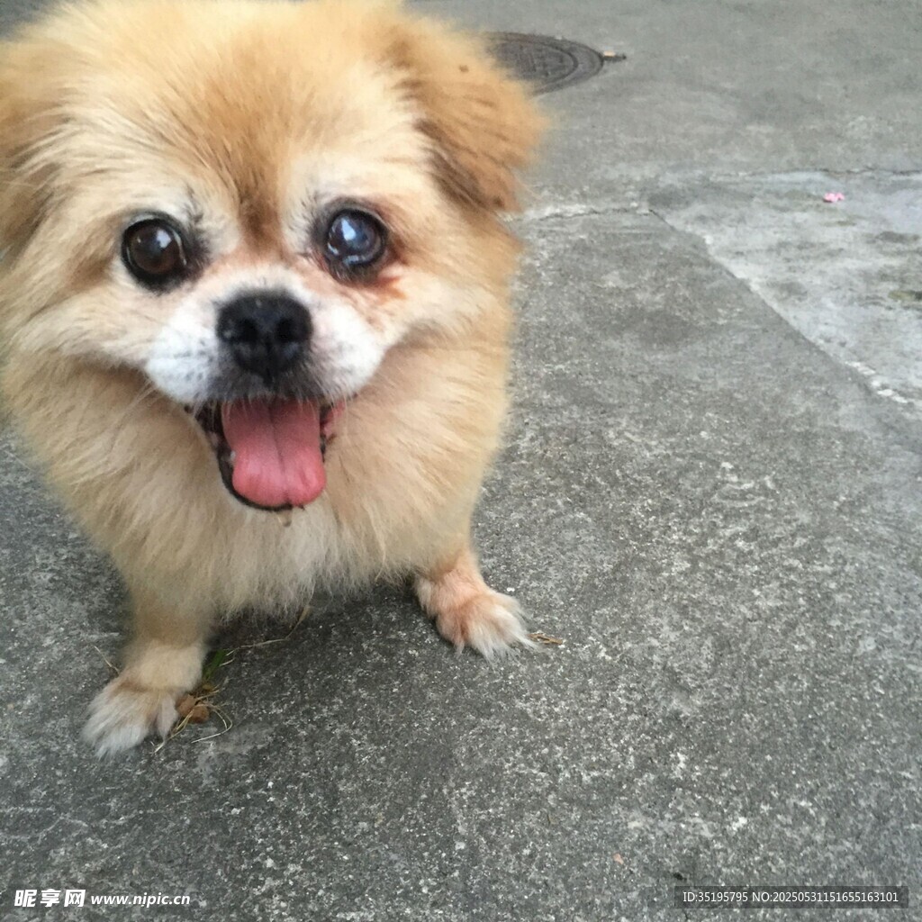 可爱博美犬吐舌卖萌