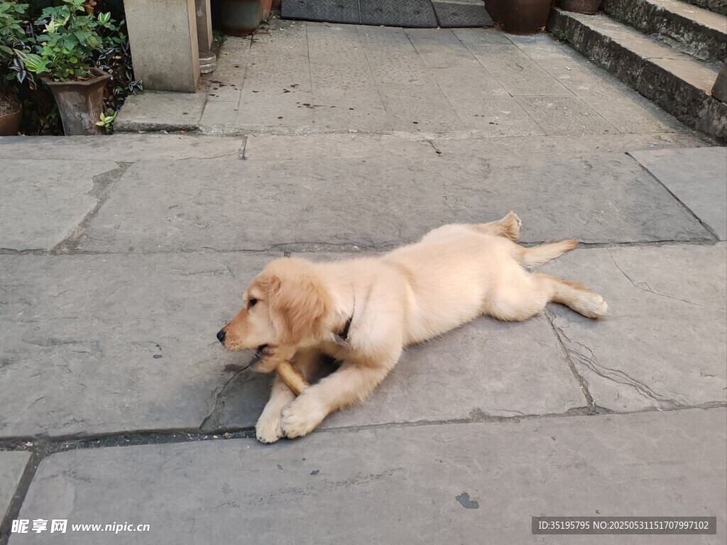 趴着的可爱金毛幼犬
