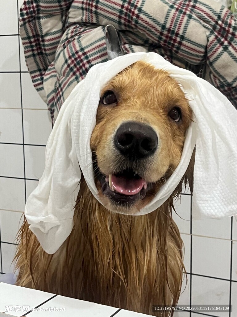 狗狗头顶毛巾咧嘴笑