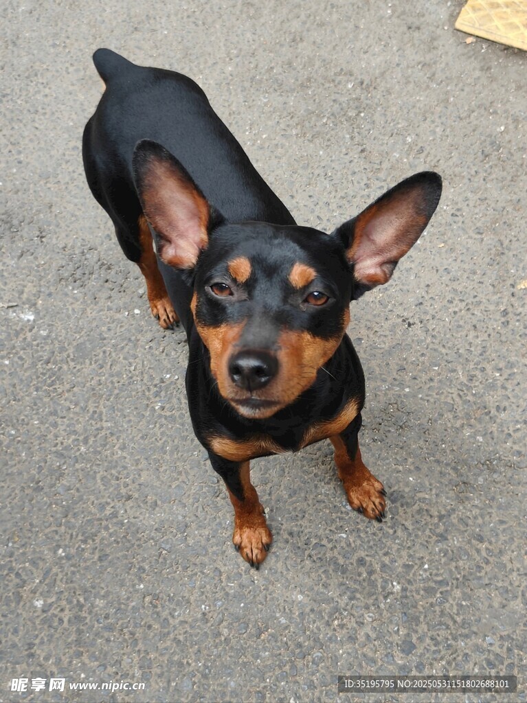 可爱迷你杜宾犬仰视视角