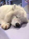熟睡的萨摩耶犬