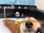 浴缸里的萌犬惬意模样