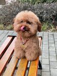 可爱泰迪吐舌坐长椅