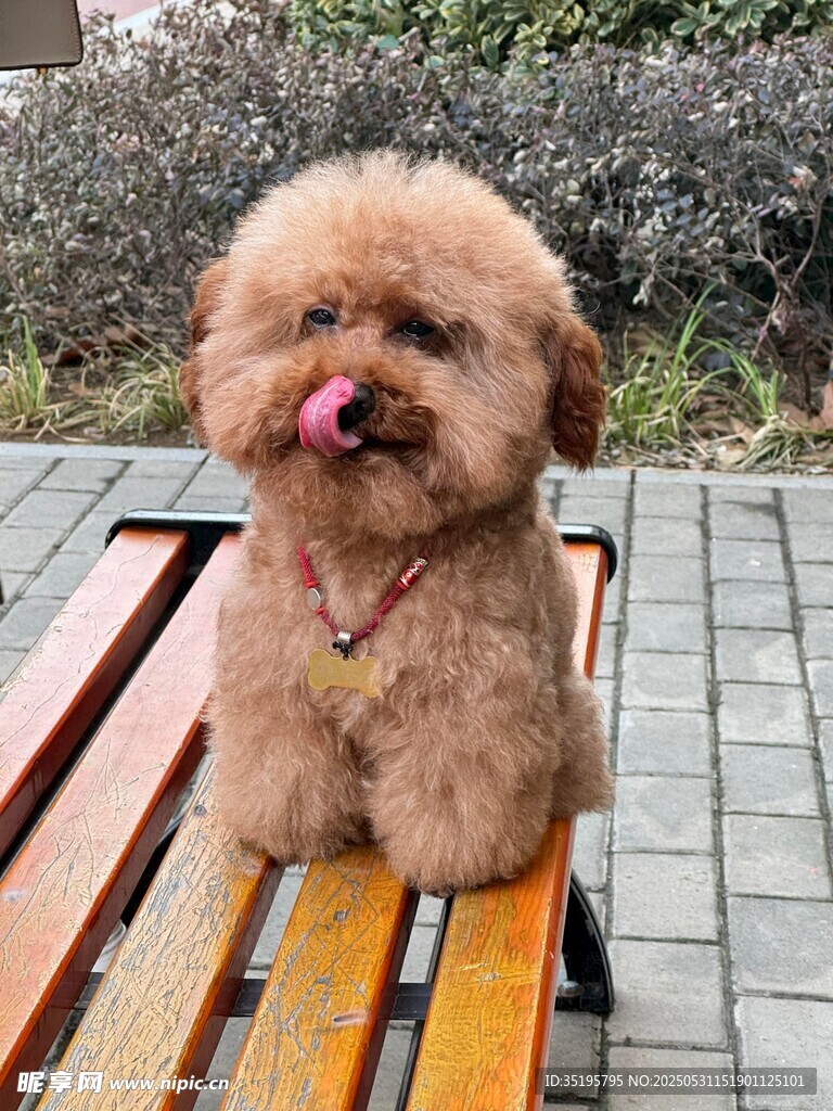 可爱泰迪吐舌坐长椅