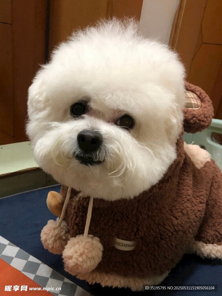 穿可爱服饰的萌态比熊犬