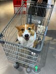 购物车里的可爱柯基犬