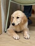 可爱金毛犬趴在地板上