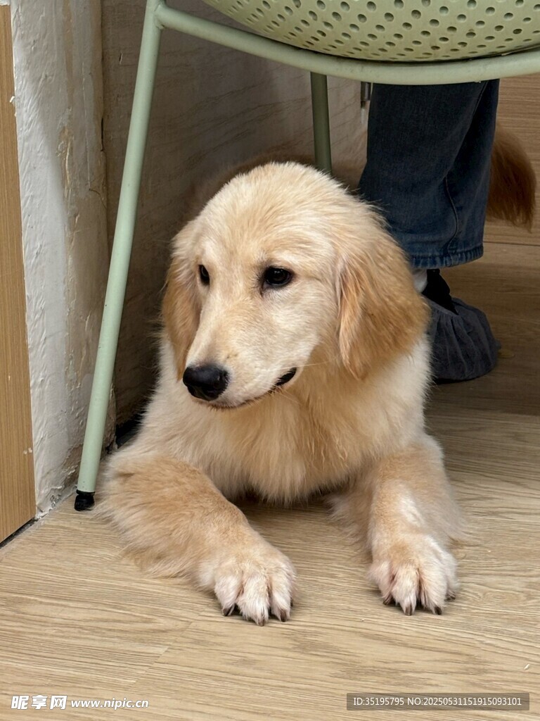 可爱金毛犬趴在地板上