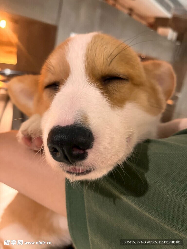酣睡的可爱柯基犬
