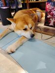 趴着的柴犬在蓝色垫子上
