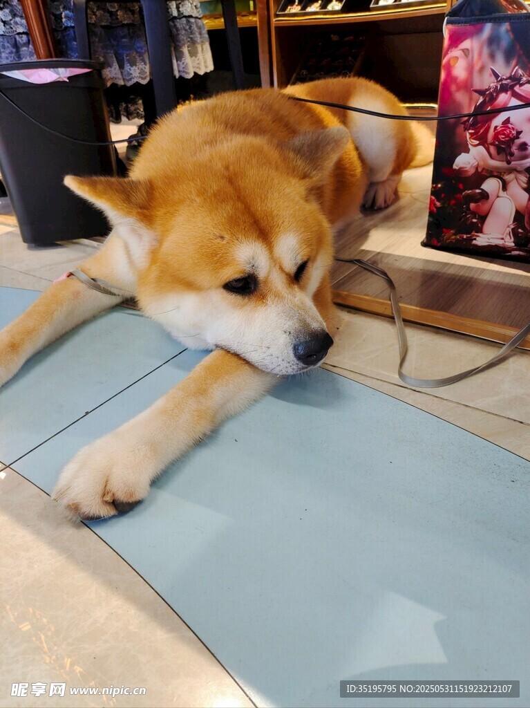 趴着的柴犬在蓝色垫子上