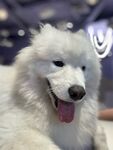 微笑的萨摩耶犬