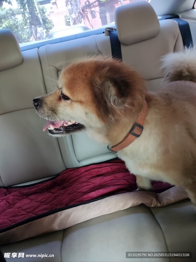 车内可爱小狗惬意坐着