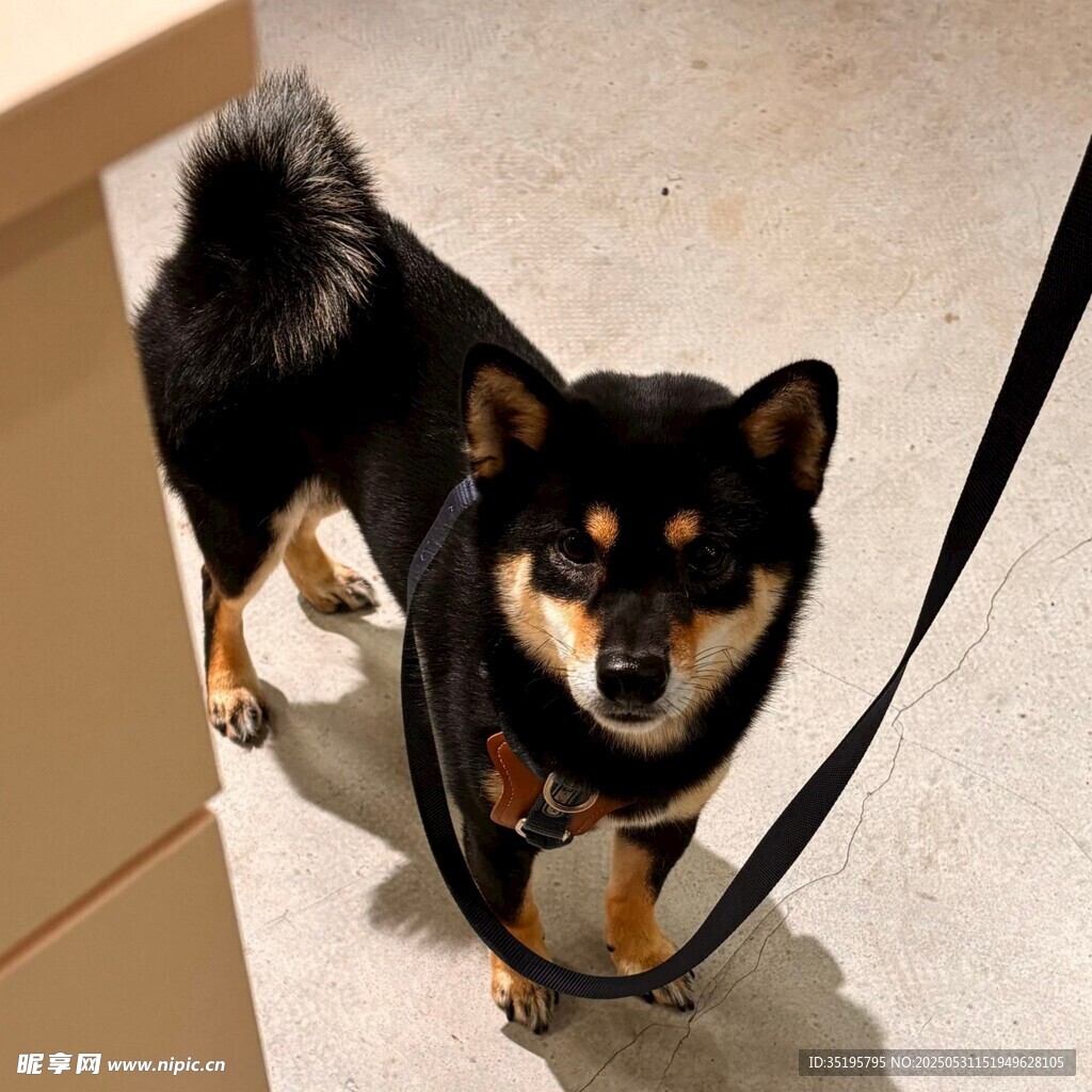拴绳的黑棕相间小狗