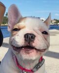 微笑的法斗犬