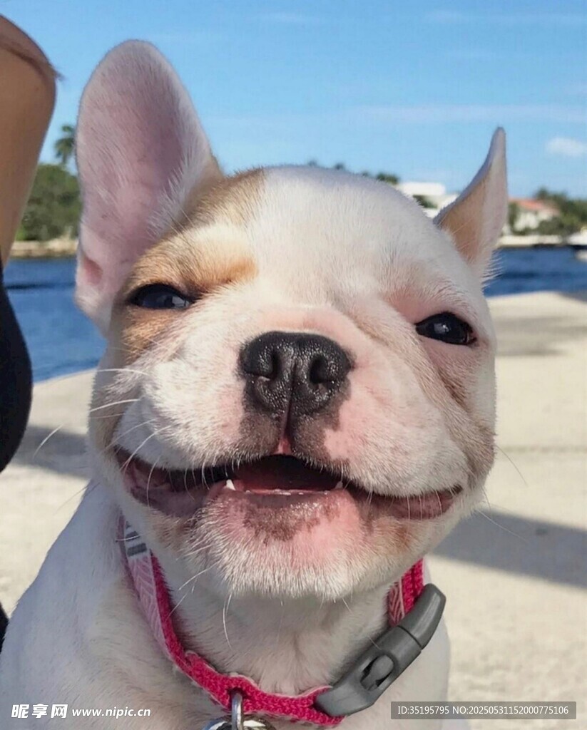 微笑的法斗犬