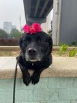 戴花黑狗趴在石台上