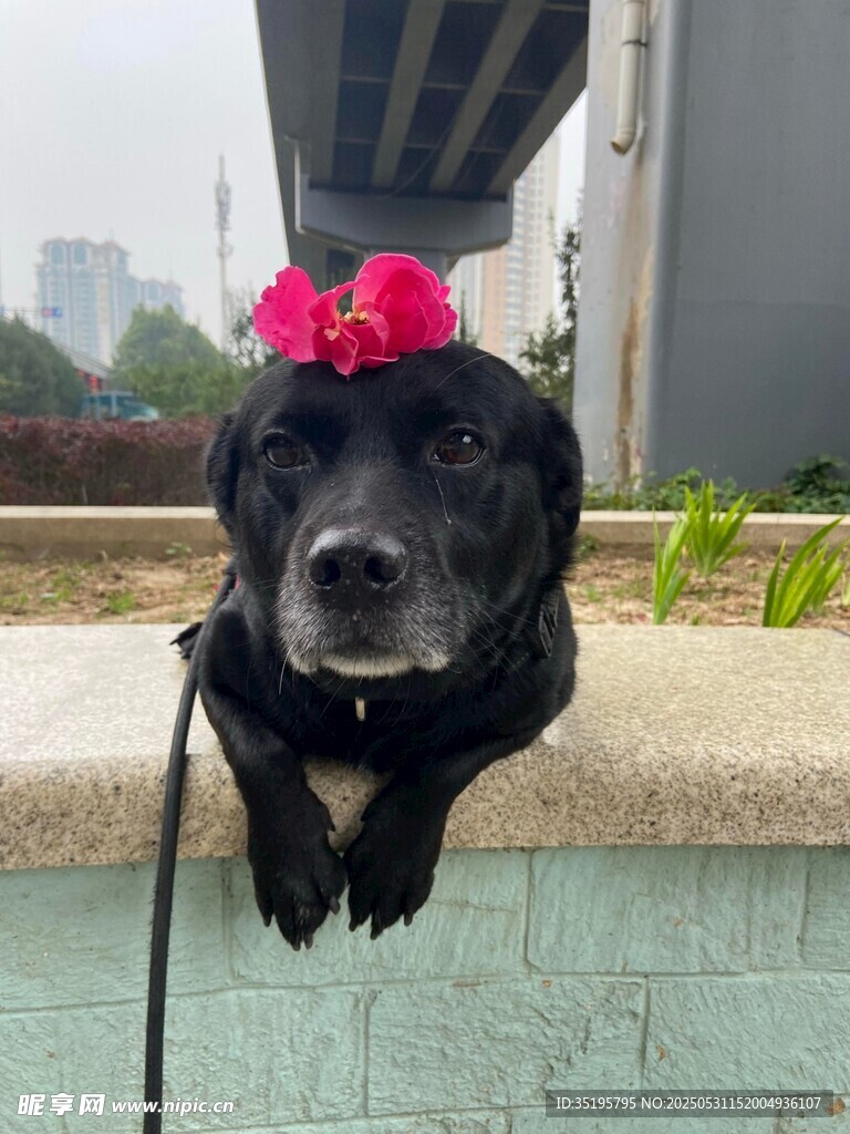 戴花黑狗趴在石台上